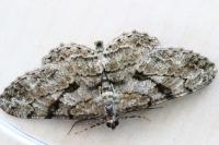 Peribatodes rhomboidaria