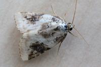 Pseudeustrotia candidula