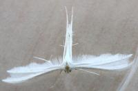 Pterophorus pentadactylus