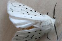 Spilosoma lubricipeda