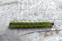 Cydalima perspectalis