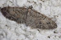 Eupithecia abbreviata