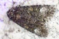 Craniophora ligustri