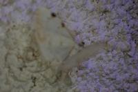 Lomographa bimaculata