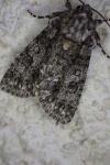 Acronicta rumicis
