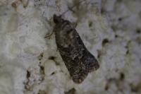 Cnephasia cupressivorana