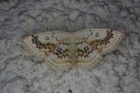 Cyclophora annularia