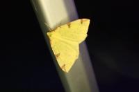 Opisthograptis luteolata