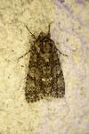 Acronicta rumicis