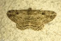 Peribatodes rhomboidaria