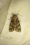 Acronicta rumicis