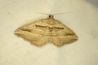 Costaconvexa polygrammata