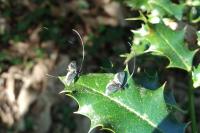 Adela reaumurella