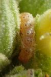 Paracorsia repandalis