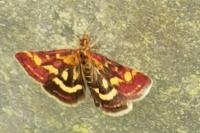 Pyrausta purpuralis