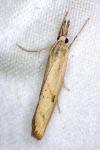 Agriphila