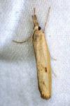 Agriphila