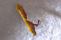 Caloptilia stigmatella