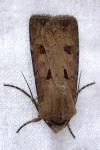 Agrotis exclamationis