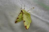 Opisthograptis luteolata