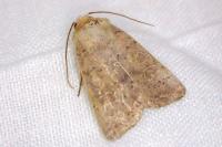 Hoplodrina ambigua / Hoplodrina blanda