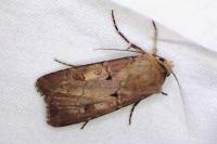 Agrotis exclamationis