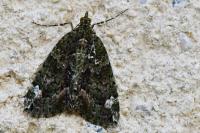 Chloroclysta siterata