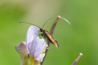 Cauchas rufimitrella