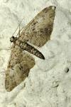 Eupithecia abbreviata