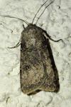 Agrotis segetum