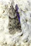 Eudonia angustea
