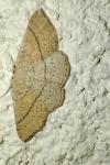 Cyclophora punctaria