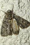 Acronicta rumicis