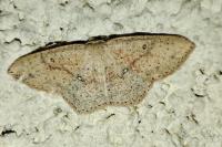 Cyclophora porata