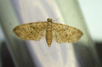 Eupithecia abbreviata