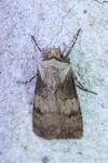 Agrotis puta