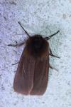 Phragmatobia fuliginosa