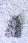 Acronicta rumicis