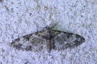 Eupithecia irriguata