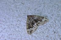 Lampropteryx suffumata