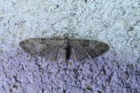 Eupithecia abbreviata