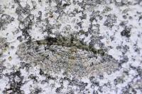 Gymnoscelis rufifasciata