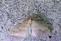 Phigaliohybernia marginaria