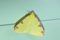 Opisthograptis luteolata