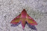 Deilephila porcellus