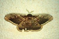 Saturnia pyri