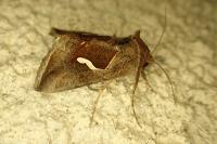 Macdunnoughia confusa