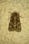 Acronicta rumicis