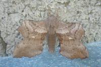 Laothoe populi