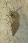 Diaphora mendica